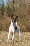 FOX TERRIER POIL LISSE 030